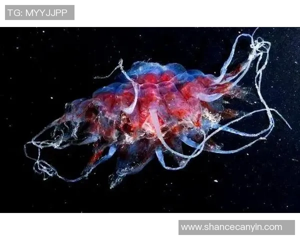 探索莲足球菌的神秘世界及其在生态系统中的重要作用与潜在应用