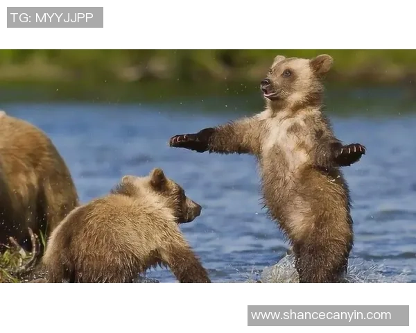 足球棕熊的传奇之路:从草地到巅峰的奋斗与荣耀 足球棕熊的传奇之路:从草地到巅峰的奋斗与荣耀